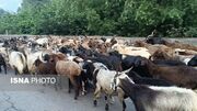 پرداخت ۱۰۰ درصدی غرامت دامداران و تولیدکنندگان طیور و آبزیان در استان سمنان