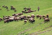 بهره‌برداری پایدار از مراتع با احاله طرح های مرتعداری به بهره برداران