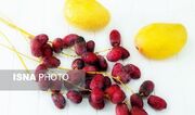 انبه و خرما؛ طلای سبز جنوب سیستان و بلوچستان/سرمایه‌گذاری؛ حلقه مفقوده توسعه کشاورزی