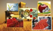 ۶۳ پروژه تولیدی و خدماتی کشاورزی در تیران و کرون افتتاح می‌شود
