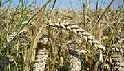 کسب رتبه نخست تولید گندم دیم کشور توسط بیجار برای سومین سال متوالی