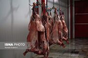 رئیس جهاد کشاورزی بوشهر: گوشت تولیدی استان برند کشور است
