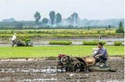 مازندران و توسعه کشاورزی؛ ضرورت عبور از روش‌های سنتی به مدیریت نوین