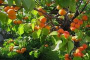 زردآلو؛ نگین تابستانی باغ‌های سیستان و بلوچستان
