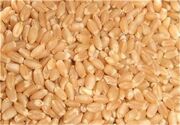 هوشمندسازی چرخه تأمین بذر اصلاح‌شده برای نخستین بار در ایلام