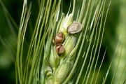 مبارزه گسترده با سن گندم، نویدبخش ارتقای کیفیت محصول در لرستان