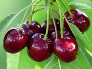 پیش‌بینی برداشت بیش از ۳۳ هزار تن گیلاس در آذربایجان غربی