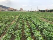 کشت مکانیزه پنبه در داراب ادامه دارد/ پیش‌بینی ۶ هزار هکتار سطح زیر کشت