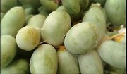 هشدار به نخلداران کازرون/ خطر کنه گردآلود در کمین محصول خرما