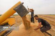 خرید تضمینی گندم در استان سمنان از مرز ۳۲ هزار تن گذشت