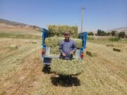 افزایش چشمگیر عملکرد علوفه‌های مخلوط در طرح جدید پایگاه‌های نوآوری کشاورزی ایلام