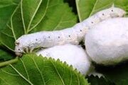 ۱۱۳جعبه تخم نوغان یارانه‌ای در همدان توزیع شد