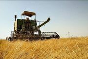 آغاز برداشت گندم در بیجار/ ۲۲ مرکز خرید تضمینی آماده تحویل محصول کشاورزان