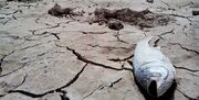 تداوم حفاظت از تالاب فصلی چم‌شور اسدآباد