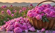 گل محمدی؛ نگهبان طبیعی کیفیت و ماندگاری مواد غذایی