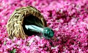 صادرات گلاب و عرقیات گیاهی میمند ۲.۴ میلیون دلار ارزآوری داشت