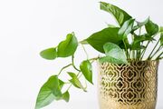 نکاتی برای مراقبت از گیاهان آپارتمانی