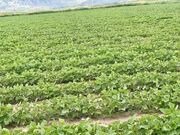 کشت بیش از ۱۴ هزار و پانصد هکتار لوبیا در لرستان/ پیش‌بینی برداشت ۴۱ هزار تن محصول