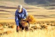آغاز خرید گندم در ۸ مرکز اردبیل از ۲۴ تیرماه/پیش‌بینی خرید ۷۵ هزار تن گندم