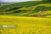 تولید محصولات زراعی ازنا با وجود نوسانات اقلیمی روند مطلوبی دارد