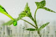 پژوهشکده گیاهان دارویی؛ تنها مرکز کشور با زنجیره کامل «مزرعه تا دارو»