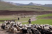 اداره کل عشایر به تنهایی پاسخگوی مشکلات عشایر نیست/ دستگاه‌ها به تکالیف خود عمل نمی‌کنند 