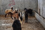 هشدار مدیرکل دامپزشکی خوزستان نسبت به تهدید بیماری‌های دامی عراق برای استان‌های مرزی