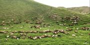 عضو هیئت علمی دانشگاه لرستان: دام موجود در جنگل‌های زاگرس سه برابر ظرفیت این عرصه‌هاست