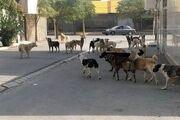 غذا دادن به سگ‌های بلاصاحب، تهدید کننده سلامت شهروندان ‌