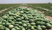 ‌ پیش‌بینی تولید بیش از ۱۵ هزار تن هندوانه در خراسان‌شمالی