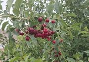 خرید توافقی بیش از ۳۰۰ تن آلبالو از باغداران توسط تعاون روستایی آذربایجان غربی
