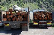  مدیرکل منابع طبیعی استان مرکزی: حمل چوب مستلزم اخذ مجوز الکترونیکی قطع و حمل است