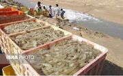 اجرای طرح پرورش میگو در چابهار با بهره‌مندی از ظرفیت علمی دانشگاه آزاد استان