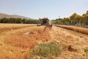 مطالبات گندمکاران تا پایان شهریور پرداخت می‌شود