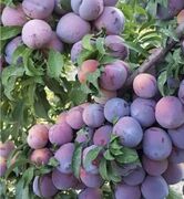 جایگاه سوم آذربایجان غربی در تولید آلو