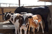 ۱۱ گاوداری شیری خدابنده زیر پوشش طرح پایش سل و بروسلوز