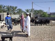 خدمات جهادی دامپزشکی در مناطق روستایی و عشایری مهرستان