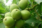 تولید بیش از ۶۵۰۰ تُن گردو از باغات قزوین