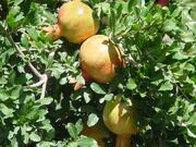 حفظ ذخایر ژنتیکی انار در سیستان و بلوچستان