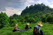 پیش بینی تولید ۱۲۰ هزار تنی برگ سبز چای/ آغاز چین چهارم از نیمه مهر