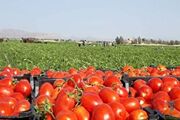 ظرفیت تولید بیش از ۱۸۰۰۰ تن رب گوجه‌فرنگی در خراسان‌ شمالی