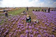 زعفران طلای سرخ ایران؛ در میانه‌ رنج برداشت و التهاب بازارهای جهانی
