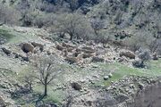 شناسایی روستای صفوی و متروک در جنگل‌های استان فارس