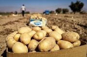 از سیب‌زمینی ۱۰۰ هزار تومانی تا وعده ارزانی/ بازار همدان در انتظار برداشت پاییزه