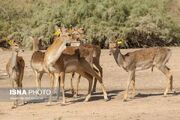 آموزش حفاظت از جنگل‌های کرخه و گوزن زرد ایرانی به کودکان 