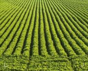گسترش بیمه فراگیر محصولات استراتژیک در خوزستان برای مقابله با تغییرات اقلیمی