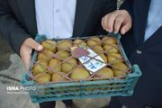 صادرات بیش از ۳۲ هزار تن کیوی و نارنگی از مازندران