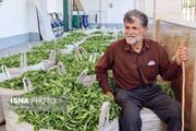 رئیس سازمان چای: مهلت خرید برگ سبز چای تا ۵ آبان تمدید شد