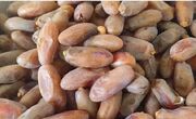صادرات بیش از ۶۰۰۰ تن خرمای جهرم به چهار کشور در مهرماه