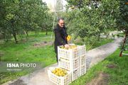 هشدار جهاد کشاورزی مازندران درباره برداشت زودهنگام پرتقال تامسون